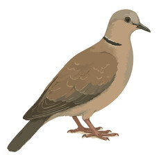 Streptopelia bitorquata (derkuku)