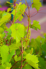 Grape vine with branches, leaves, and young fruit