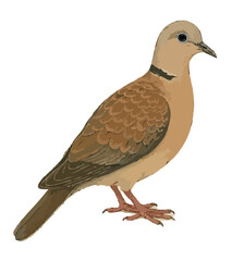 Streptopelia risoria (Burung Puter 1)