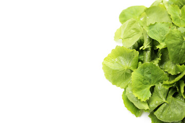Fresh gotu kola leaves, a traditional herb used to reduce inflammation and support circulation.