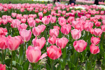 Beautiful tulip flower garden. The Expo 70 Commemorative Park, Osaka, Japan