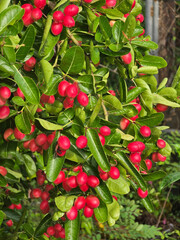 close up of fresh ripe Carissa carandas fruit