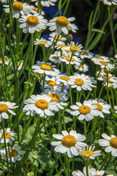 Spring daisies in the garden