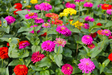 Colorful zinnias in full bloom