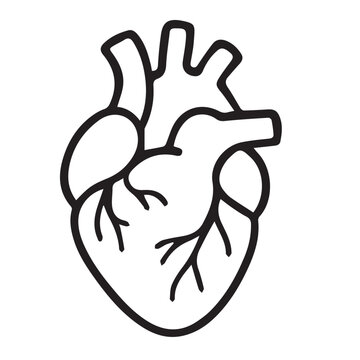Vector doodle of a human heart in black and white, featuring anatomical parts like atrium and valves, outlined strongly with clean black ink for scientific visual style.
