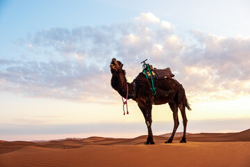 camel in the Merzouga desert