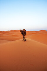 camel in the Merzouga desert