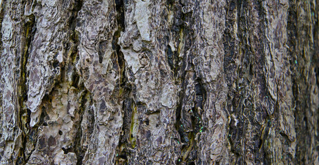 Rough tree bark with deep cracks and natural textures.