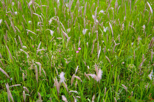 Tall wild grass with fluffy seed heads swaying in a green field. - Powered by Adobe