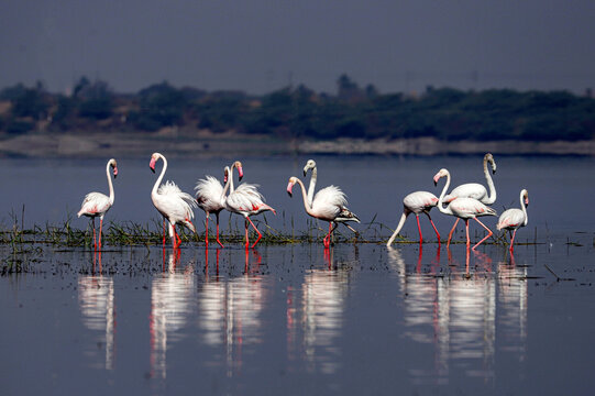 Flamingos at Bhigwan,Pune.