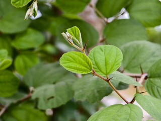 Obraz premium bidara leaves or Ziziphus mauritiana with a blurred background