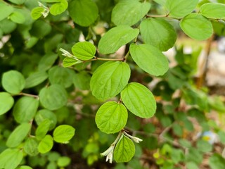 Obraz premium bidara leaves or Ziziphus mauritiana with a blurred background
