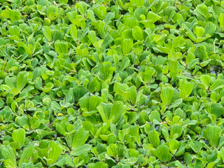 Water Lettuce in the pond
