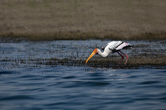 Flamingos at Bhigwan,Pune.