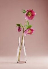 Elegant Pink Hellebore Flowers in a Clear Glass Vase on a Soft Pink Background