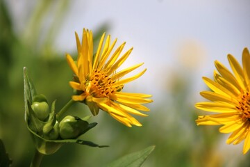 Silphie - Energiepflanze und Bienenweide Biogasanlage
