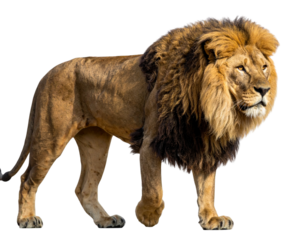  “Walking Lion with Side Profile, Transparent Background”.