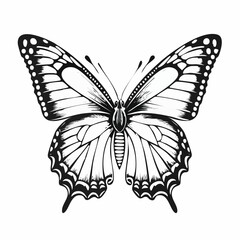 Obraz premium coloring page butterfly