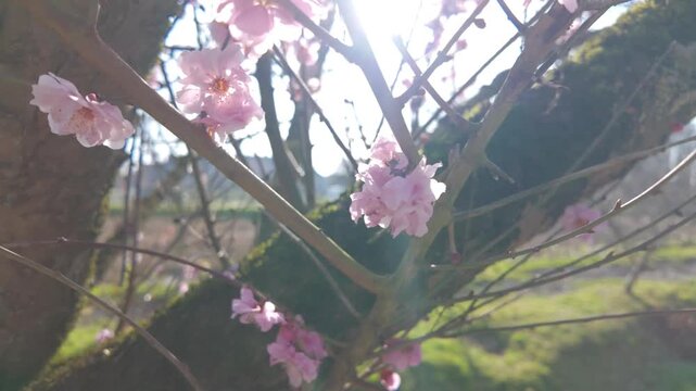 Delicate pink cherry blossoms beautifully bloom on tree branches, heralding the joyful arrival of springtime