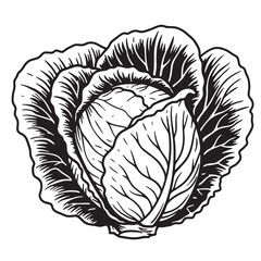 Obraz premium Detailed black and white illustration of a fresh head of cabbage isolated on white background