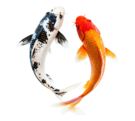 Koi isolated on transparent background