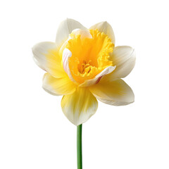 Fototapeta premium Pastel Yellow and White Daffodil and Tulip Isolated on White Background
