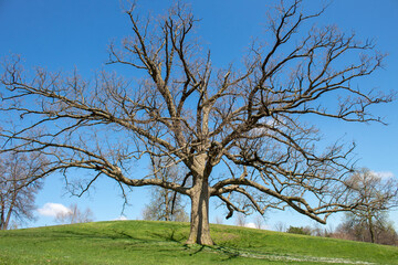 Oak tree in the meadow without leaves during the spring.