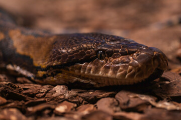 Fototapeta premium Close-up of a large reticulated python head on forest floor with dry leaves, showcasing detailed scales, piercing eye, and natural camouflage in tropical reptile habitat