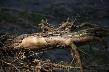 Intricate details of a fallen tree trunk, with rough bark and exposed roots.