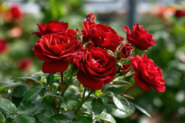 Clusters of vibrant red roses blooming in lush greenery
