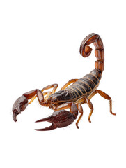  Scorpion Attack Side View on Simple White Background
