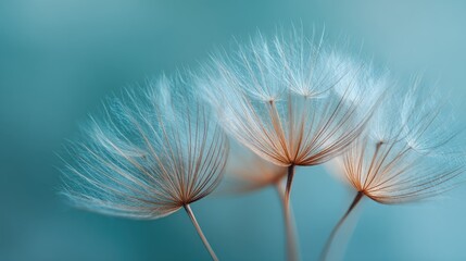 Delicate dandelion seeds against a teal background.  Close-up view of fluffy seed heads