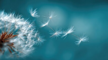 Delicate dandelion seeds carried by the wind