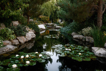 Lush pond with blooming water lilies and tranquil greenery