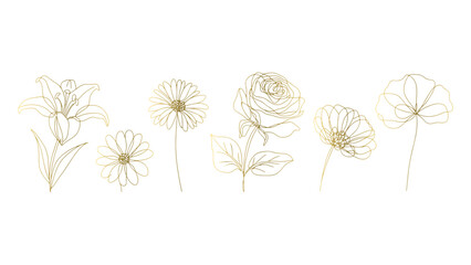 Golden Floral Outlines on Transparent Backdrop Delicate Botanical Illustrations Set Design