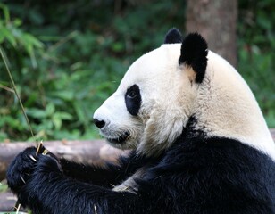 Obraz premium Close Up of Giant Panda Eating Bamboo in Natural Forest Habitat, Adorable Endangered Black and White Bear Feeding Peacefully, Wildlife Animal Symbol of Conservation, Nature Protection, and Asian Fauna