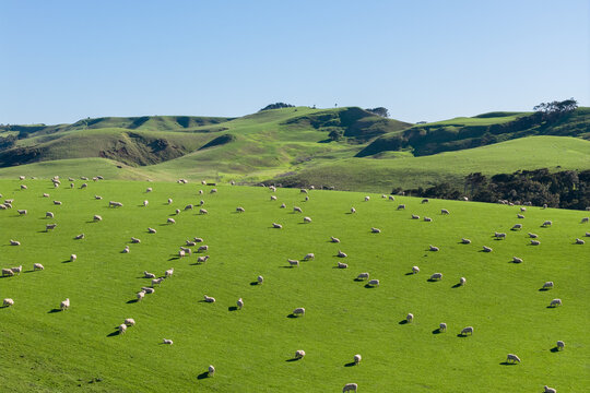 Sustainable Farming: Sheep on Rolling Green Hills, New Zealand