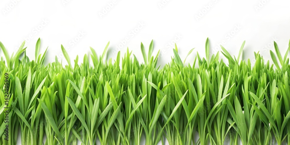Canvas Prints fresh green grass blades arranged in a random pattern on a white background