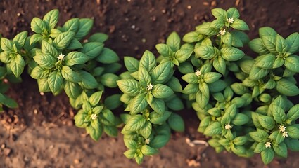 Top-Down View of Thriving Basil Plants on a Lush Farm