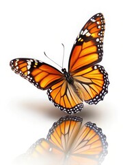 Naklejka premium Delicate Orange Monarch Butterfly with Wings in Gentle Flutter on a Clean White Background