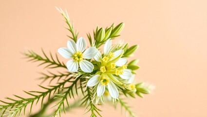 Detailed Close-Up of Blooming Artemisia Annua &ndash; Medicinal Plant