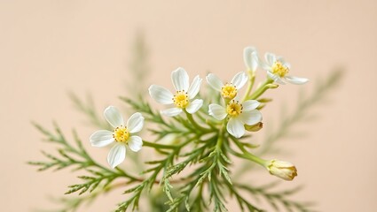 Detailed Close-Up of Blooming Artemisia Annua &ndash; Medicinal Plant