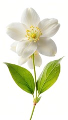 Fototapeta premium Delicate jasmine flower blooms on a pure white background