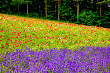 北海道の美しいお花畑・ラベンダー畑