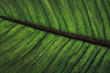 Close-up of a vibrant green leaf vein