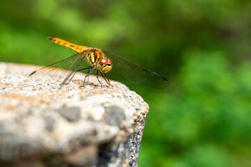 夏の陽射しの中で羽を休めるトンボ