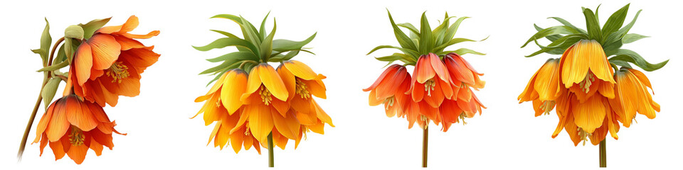 Set of crown imperial flower isolated on transparent background.