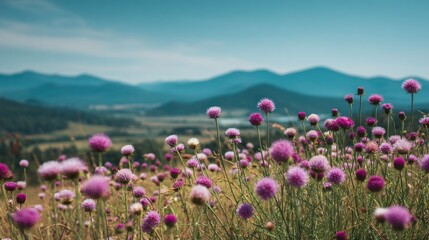 Obraz premium A field of vibrant purple flowers in a mountain valley. Peaceful and serene landscape