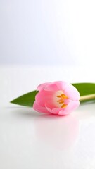 A single pink tulip lies on a white surface, a green leaf beside it; soft lighting