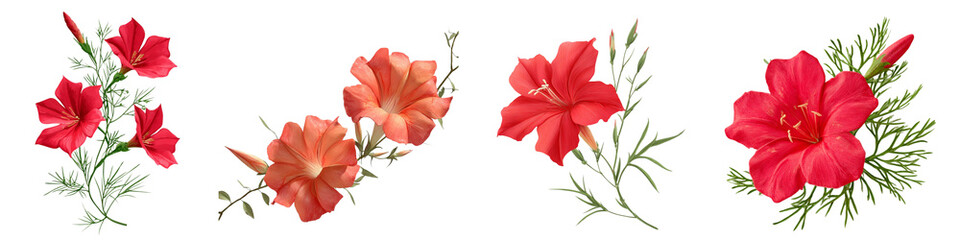 Set of Cypress vine flower isolated on transparent background.